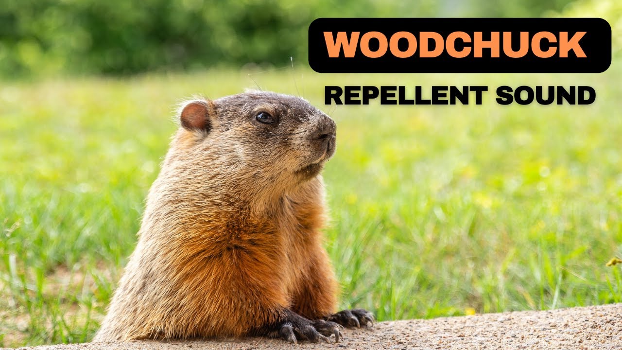 Woodchuck/Groundhog Repellent Sound