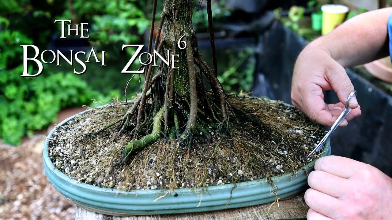 My Ficus microcarpa for our Bonsai Show, The Bonsai Zone, Aug 2019