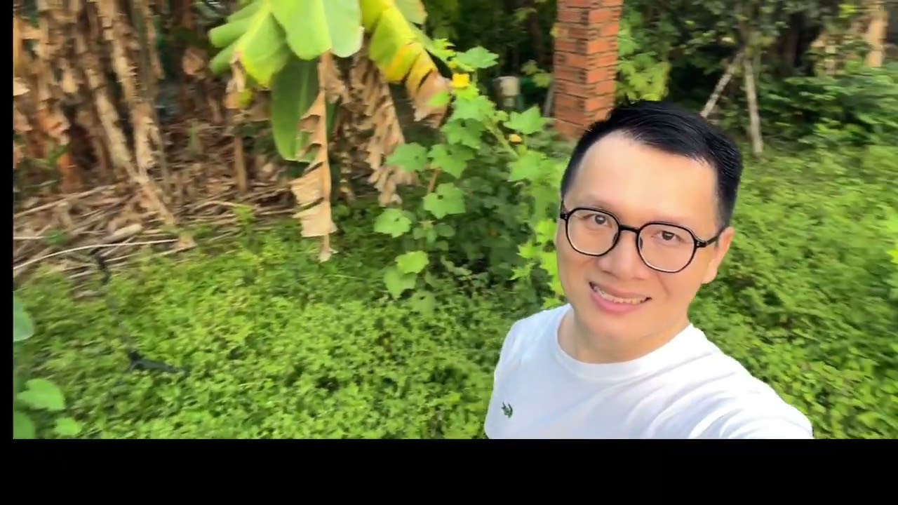 Vlog 5 - THU HOẠCH RAU SẠCH VƯỜN NHÀ #organic #vegetablegarden #thuhoachrau #rausach #youtube #viral