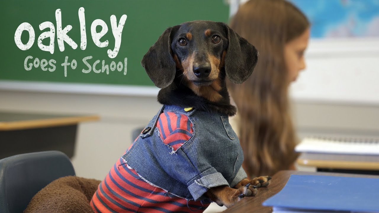 Ep 16: OAKLEY GOES TO SCHOOL &mdash; (Cute Dog Video School Day)
