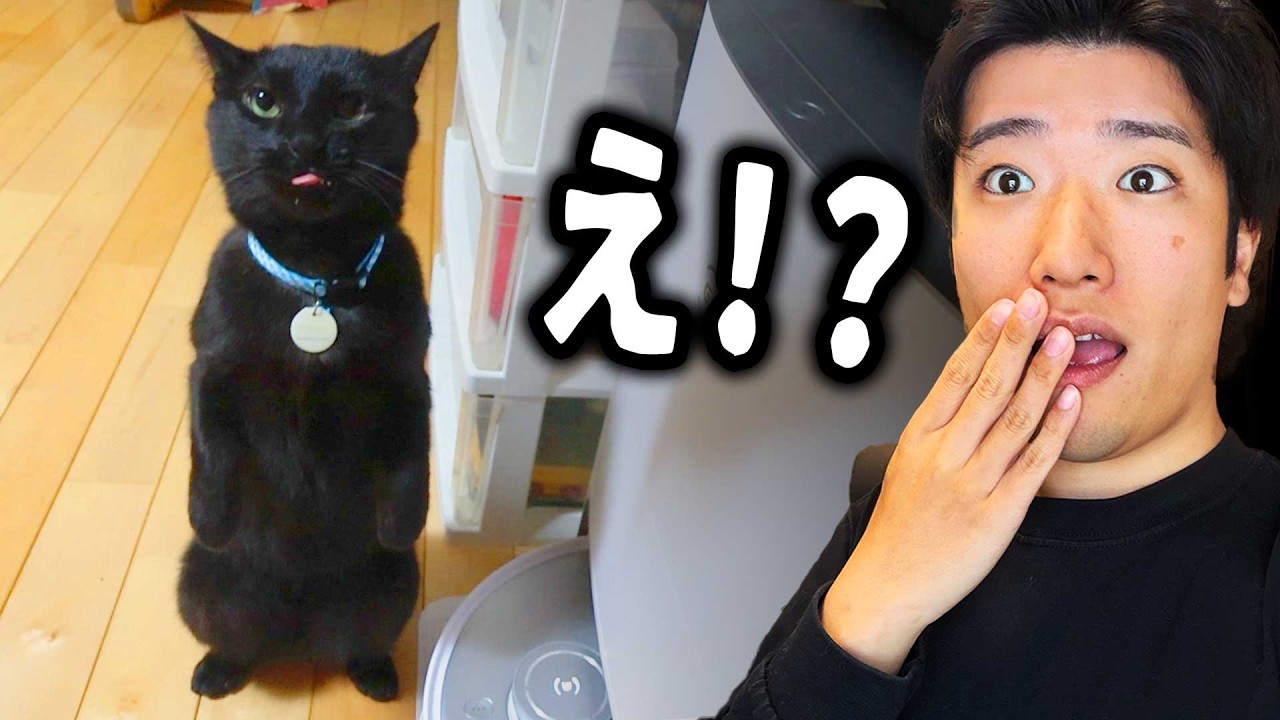 飼い主が家に居ない間に、めっちゃ暴れてた！！