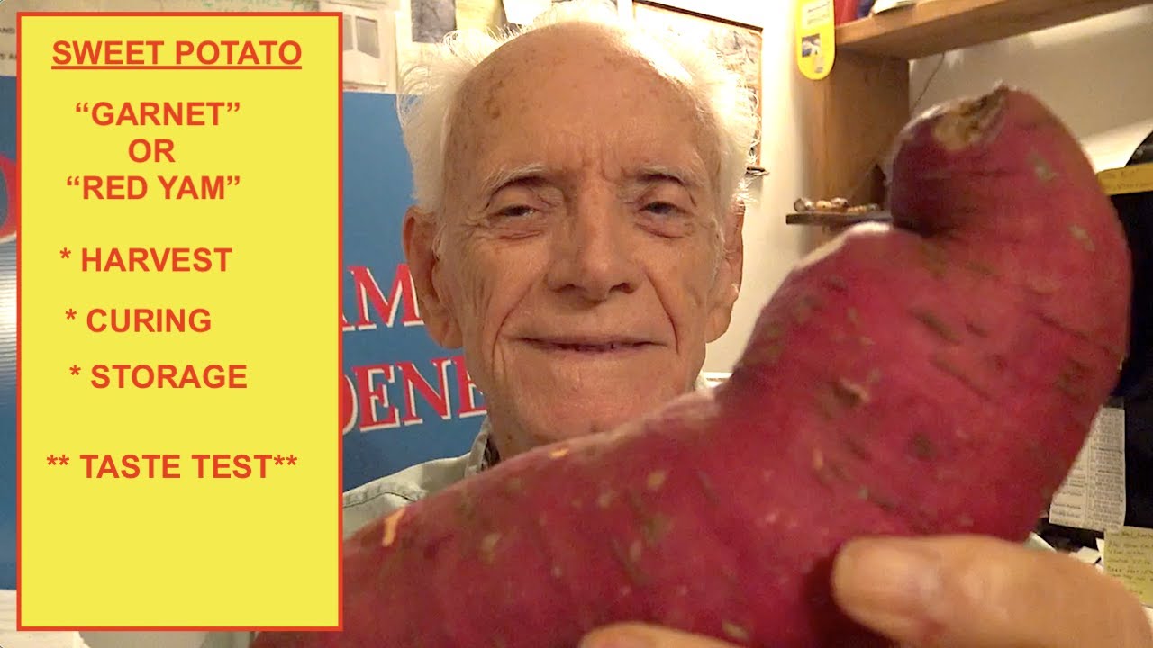 SWEET POTATO - GARNET 
