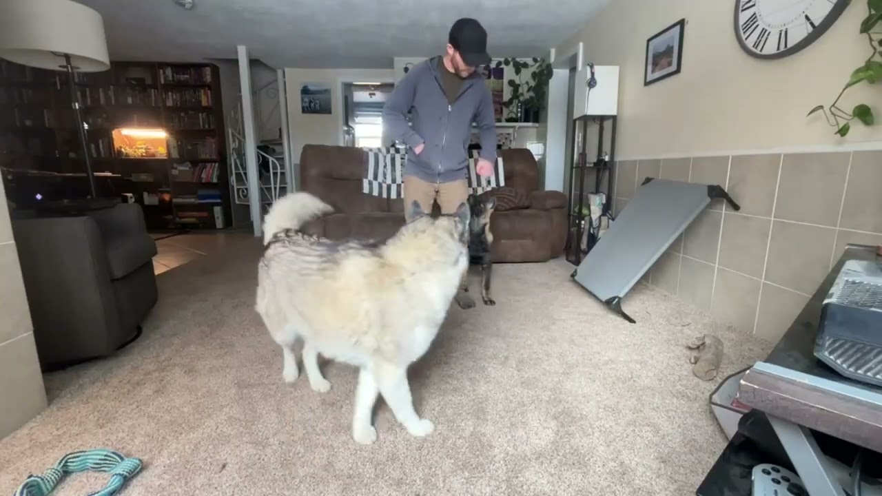 Training 2 Dogs at the same time