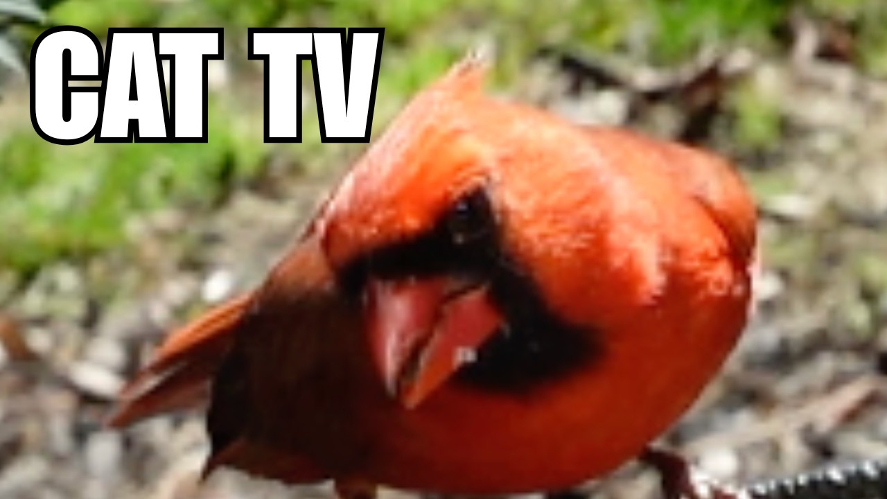 Cat TV for Indoor Cats – Birds & Squirrel for Cats to Watch | 1 Hour Birds at the Feeder (Cardinal)