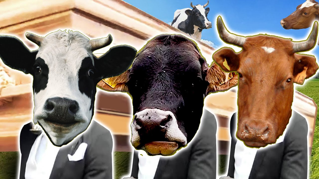 Cow 