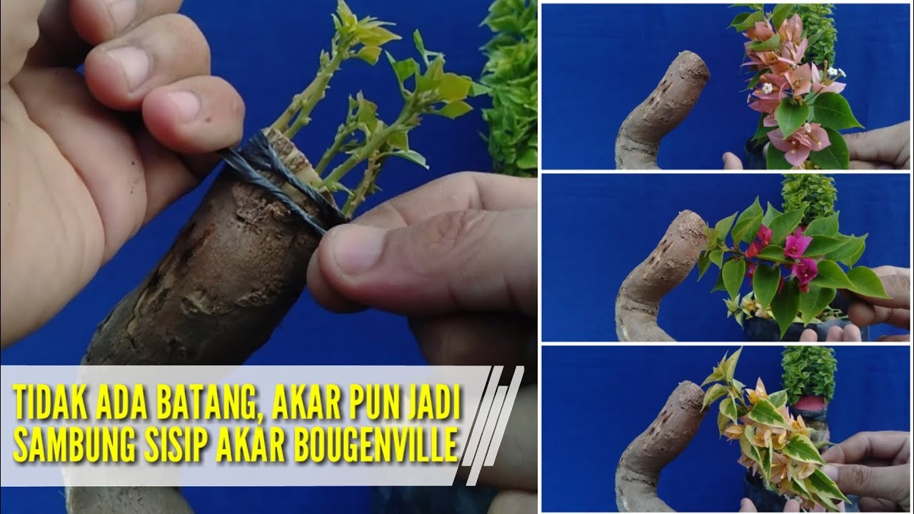 SAMBUNG SISIP AKAR BOUGENVILLE 3 WARNA
