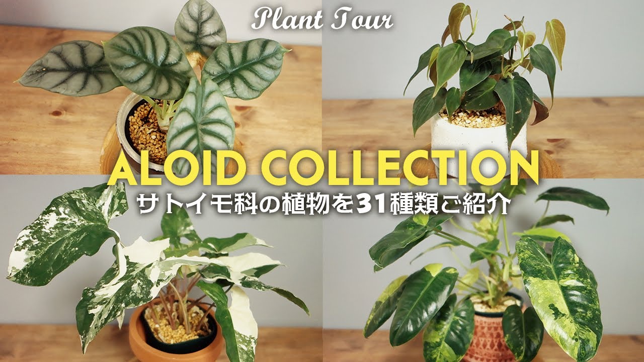 【Plant Tour】アロイド31種類をご紹介丨私が育てているサトイモ科の植物たち丨観葉植物丨Houseplants丨アロカシア・モンステラなど