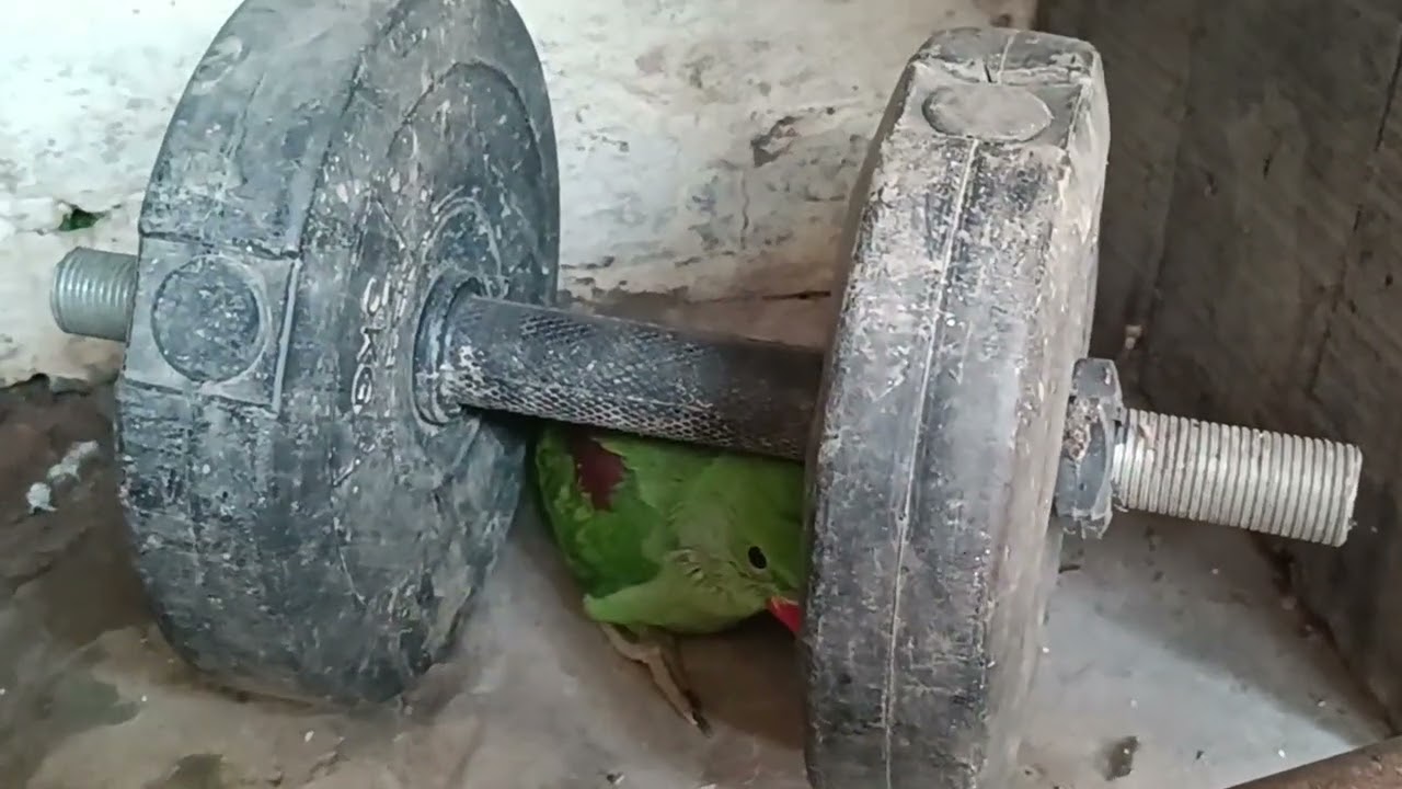 मिठु को देखो क्या कर रहा है😍 🦜❤|| Love You Leo || 2026