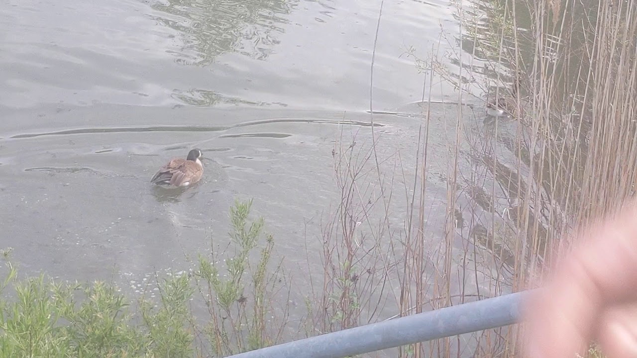 Feeding Bread to Ducks in the Pond|So Many Ducks