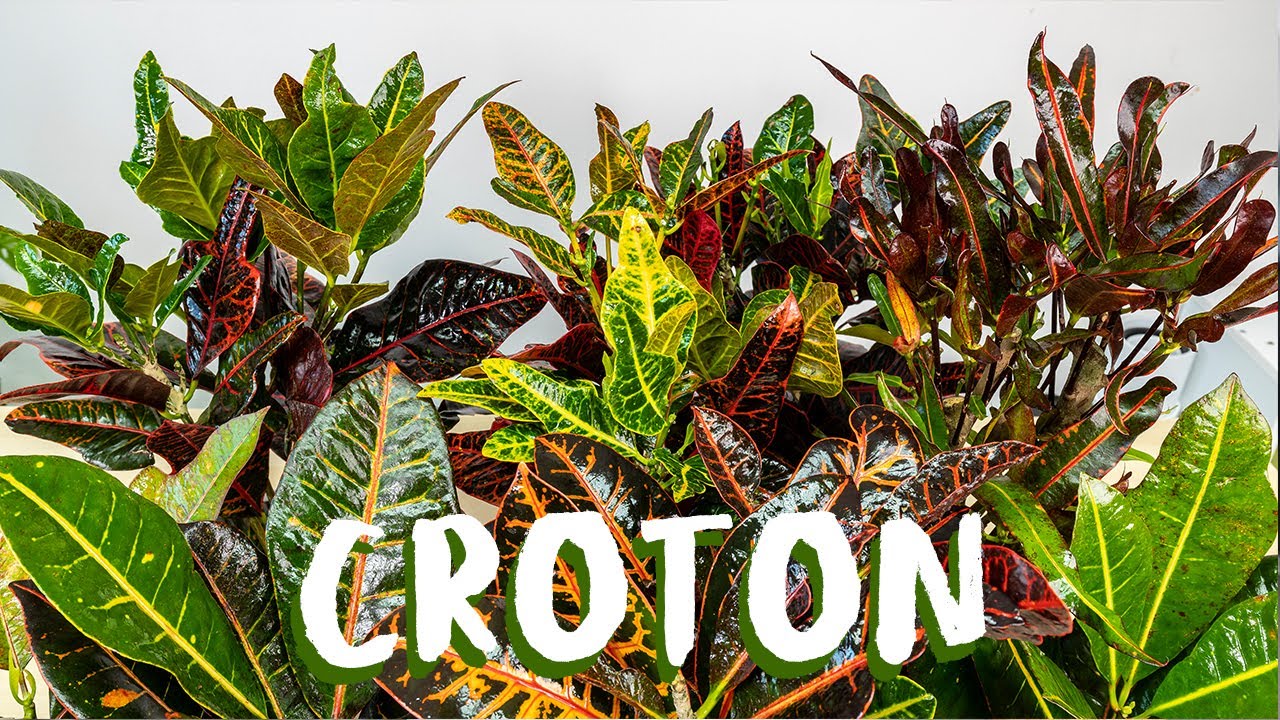 Croton, il cugino super resistente della Stella di Natale!