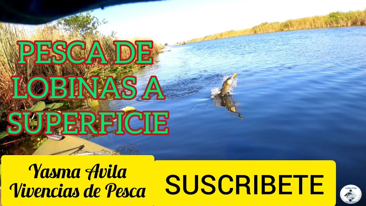 Pesca de Lobinas, Pesca a Superficie con Torpedo.