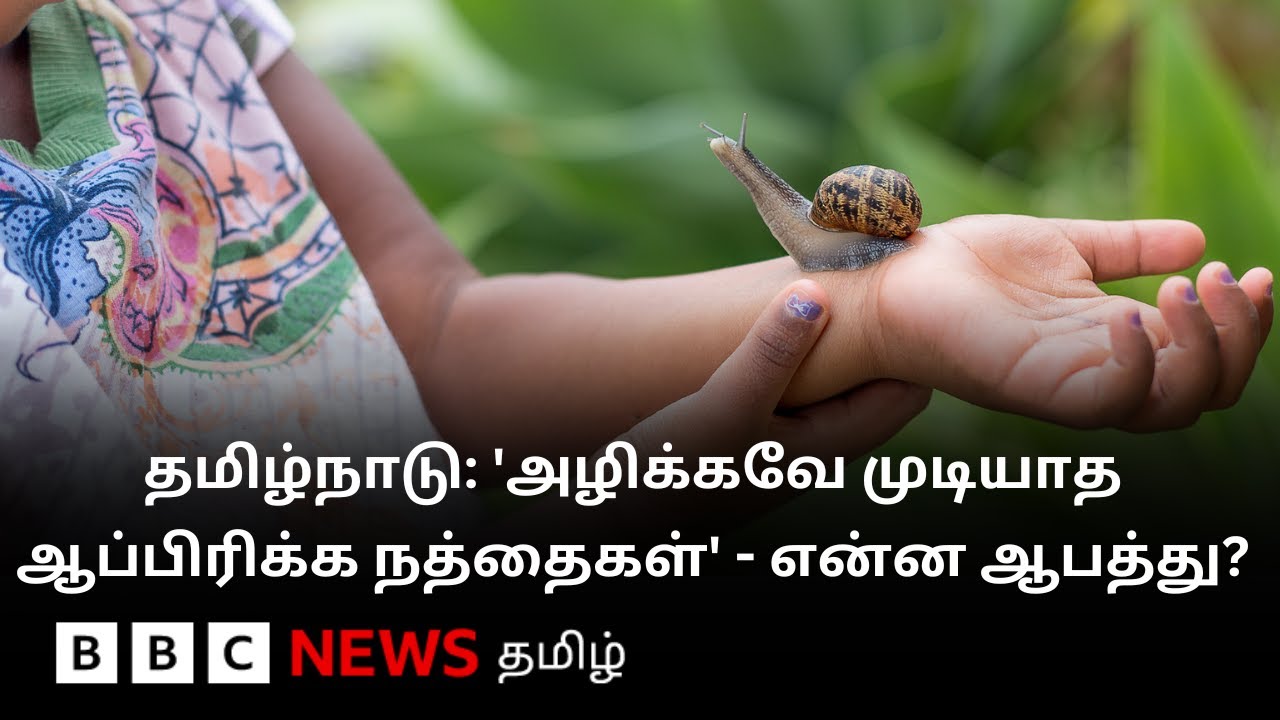 'ஆப்பிரிக்க நத்தைகளால் உயிருக்கு ஆபத்து': தமிழ்நாட்டுக்குள் வந்தது எப்படி? தடுக்கும் வழிகள் என்ன?