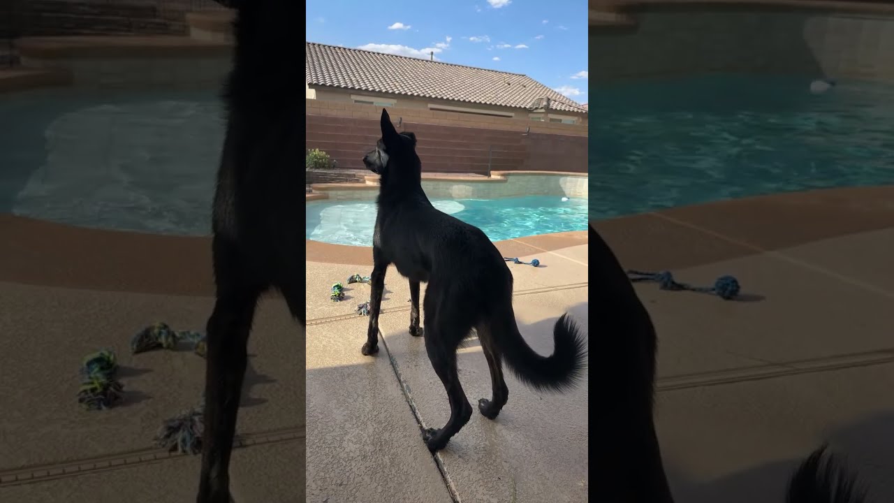 Viva Paws Vegas - turning that frown upside down! #21