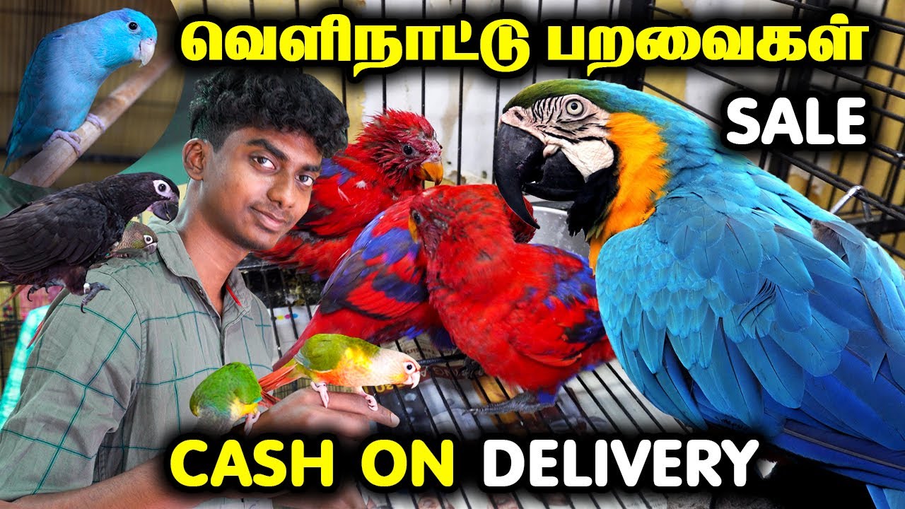 EXOTIC BIRDS SHOP || TALKING BIRDS COLLECTION || வெளிநாட்டு பறவைகள் || TAMED BIRDS SALES || PET SHOP
