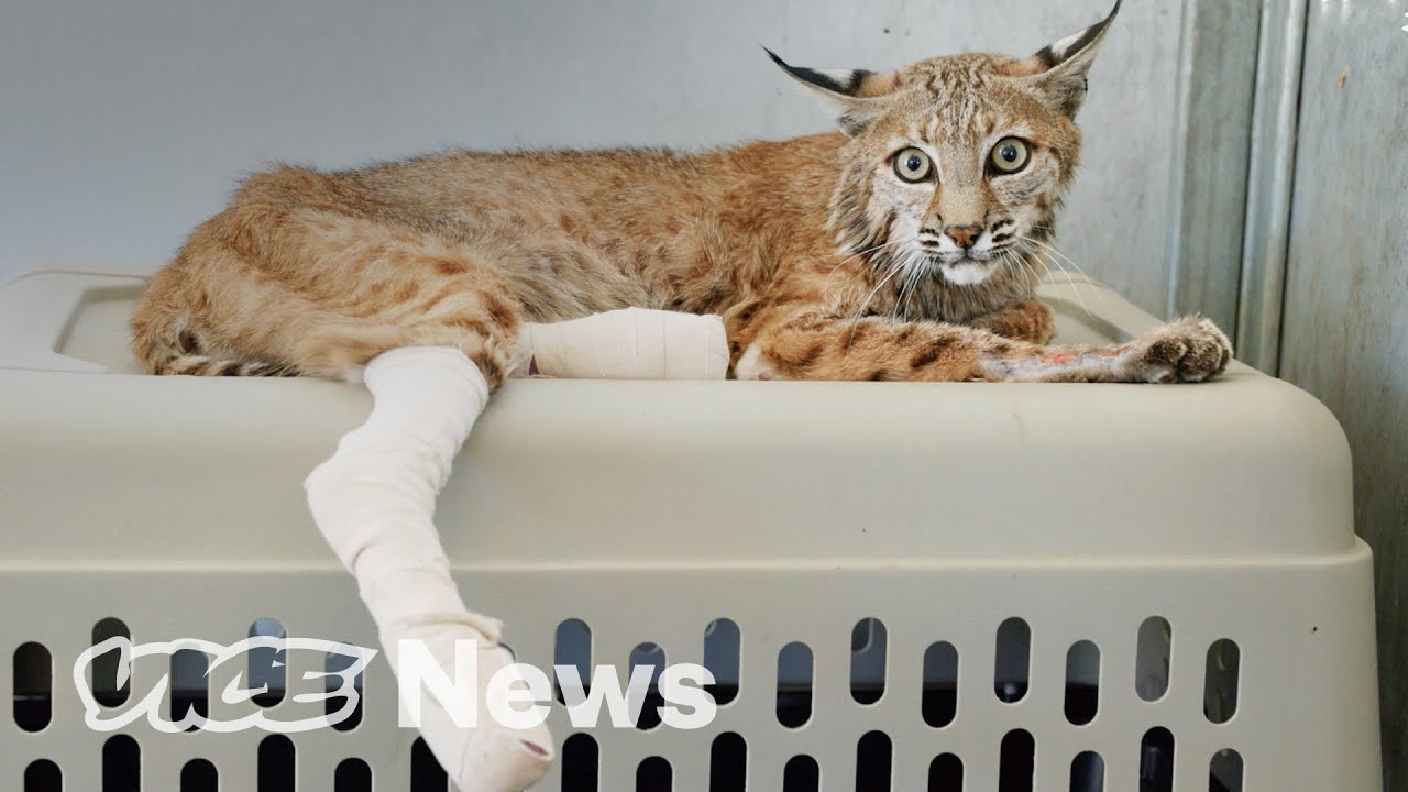 Vets Are Glueing Skin to Animals Burned by Wildfires