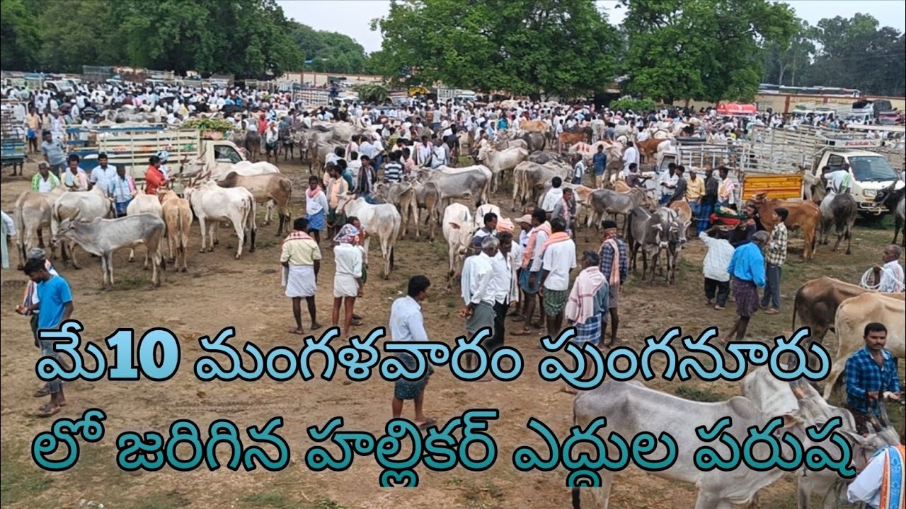 Hallikar Bulls Market in Punganur / మే10 నుండి పరుష 4 వారాల పాటు జరుగుతుంది /Chanel MOB: 9014820720