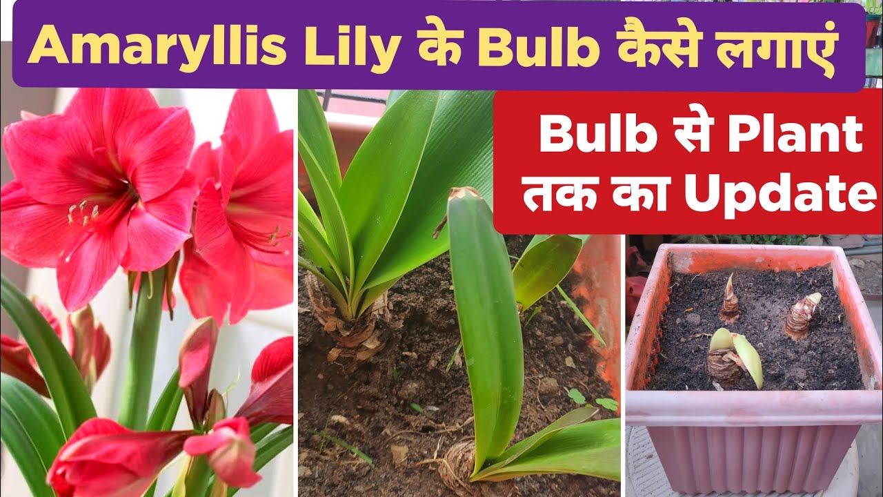 कैसे लगाएं अमरेलिस लिली का बल्ब / How To Grow Amaryllis Lily Bulb /UPDATE / Grow Amaryllis Lily Bulb