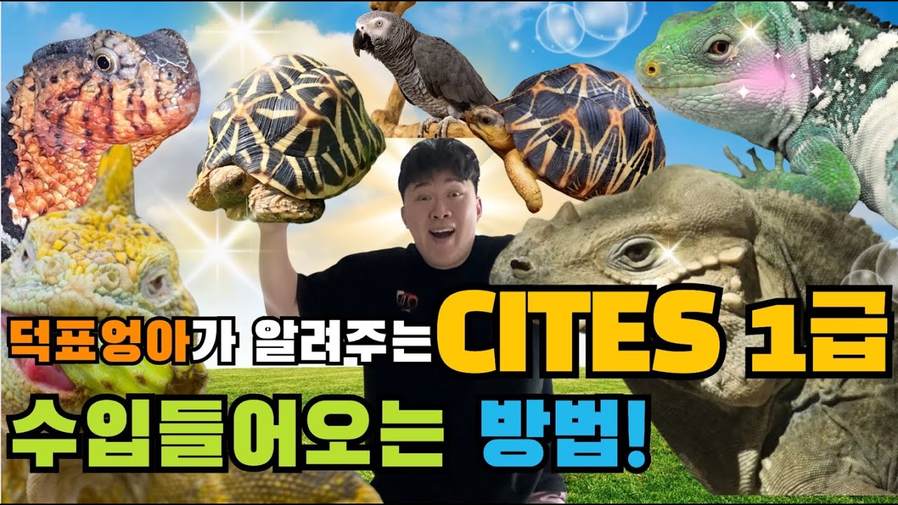 사이테스 1급은 어떻게 수입할수있을까?  스리랑카 별거북 수입 도착!! 사육 꿀팁까지!!