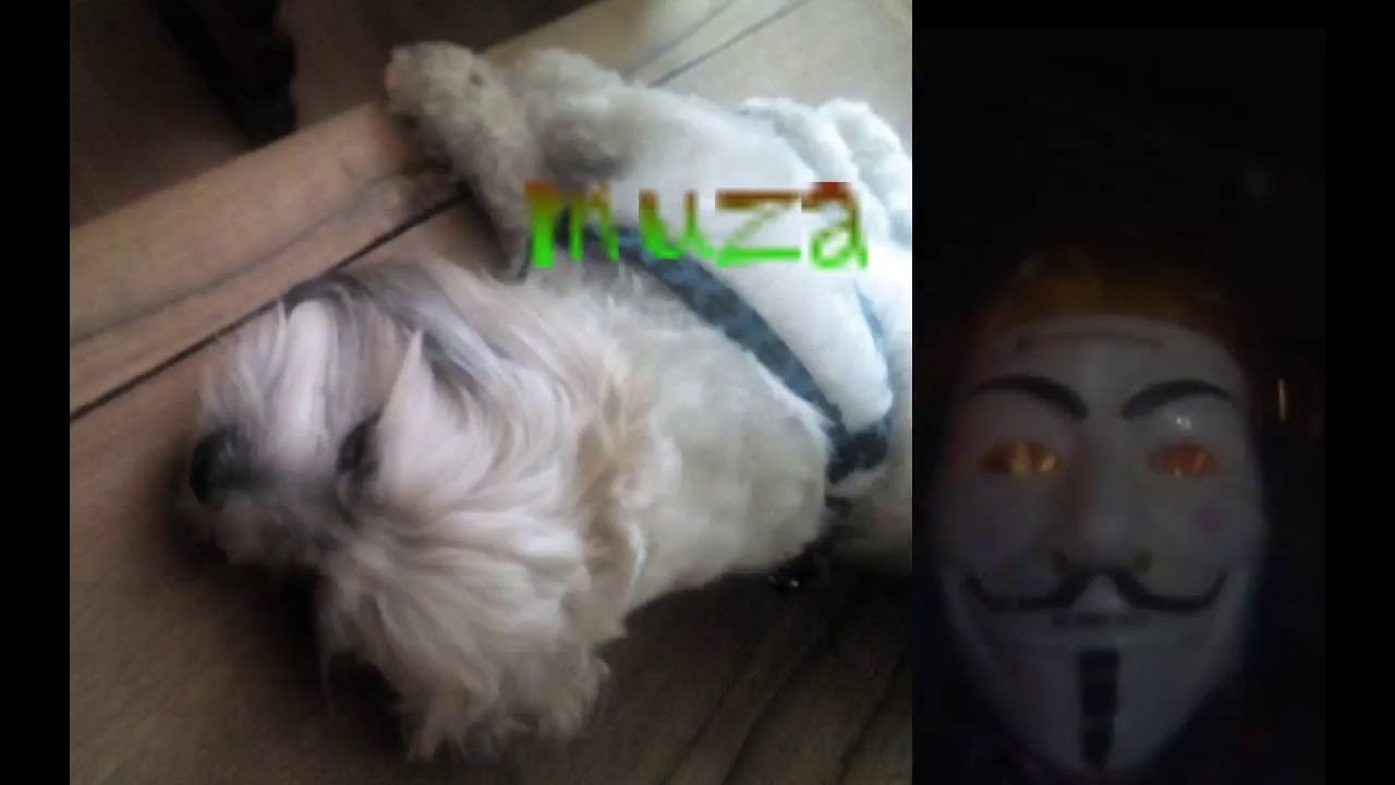 muza.pl