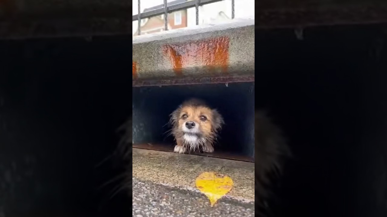 From abondond to be rescued 🐕🐶 #rescueefforts #emotionalstory #dog #shorts