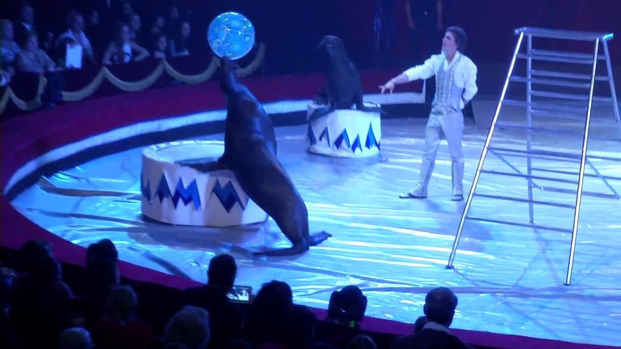 Vasily Timchenko (Russia) Sea Lions - 16th International Circus Festival City of Latina