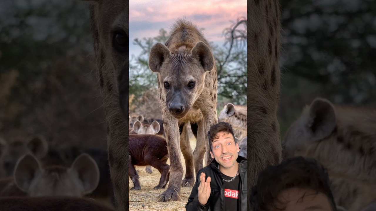 Meet the Spotted Hyena 👀