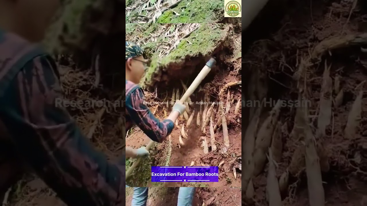 Excavation of soil with Kudal for bamboo roots #excavation #bamboo #bambooworks #bambooindustry
