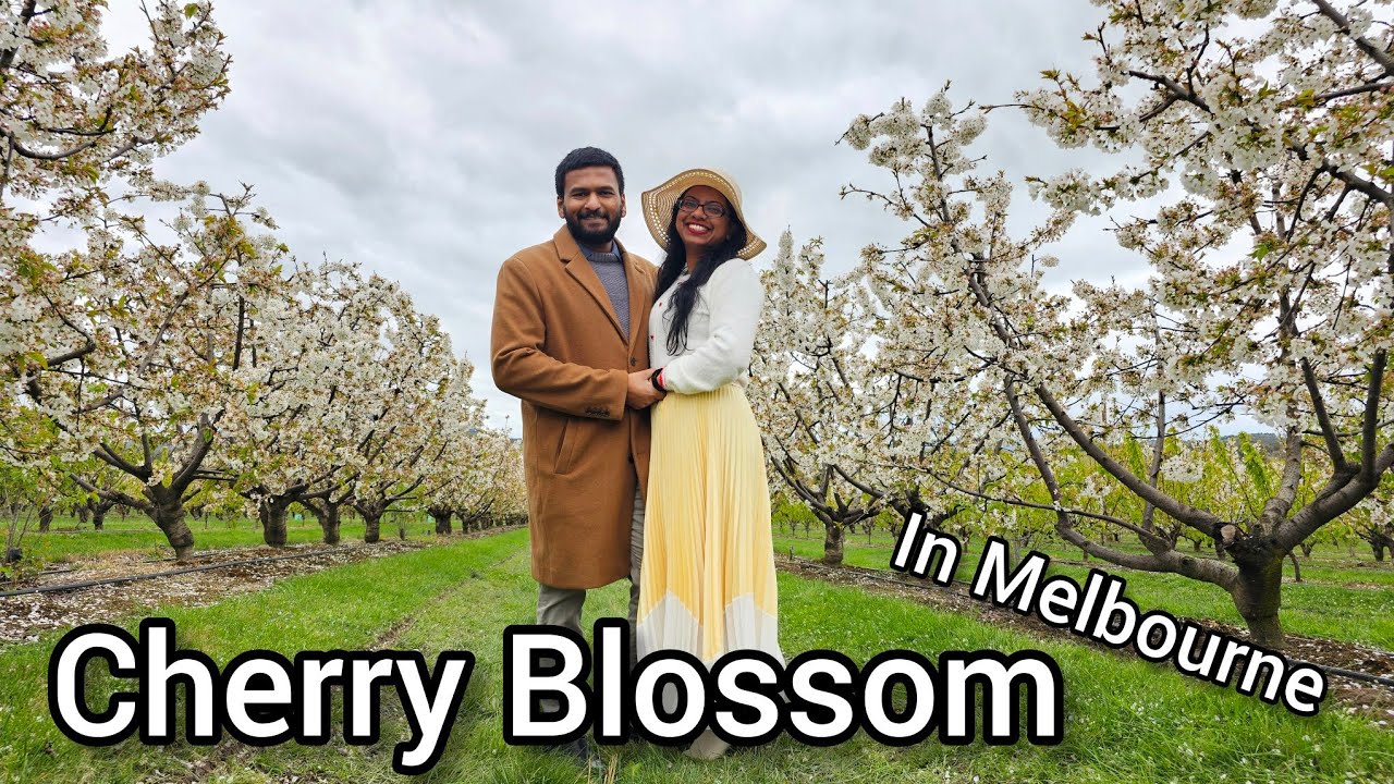 Cherry Blossom in Melbourne | සිංහල Mini Travel vlog |