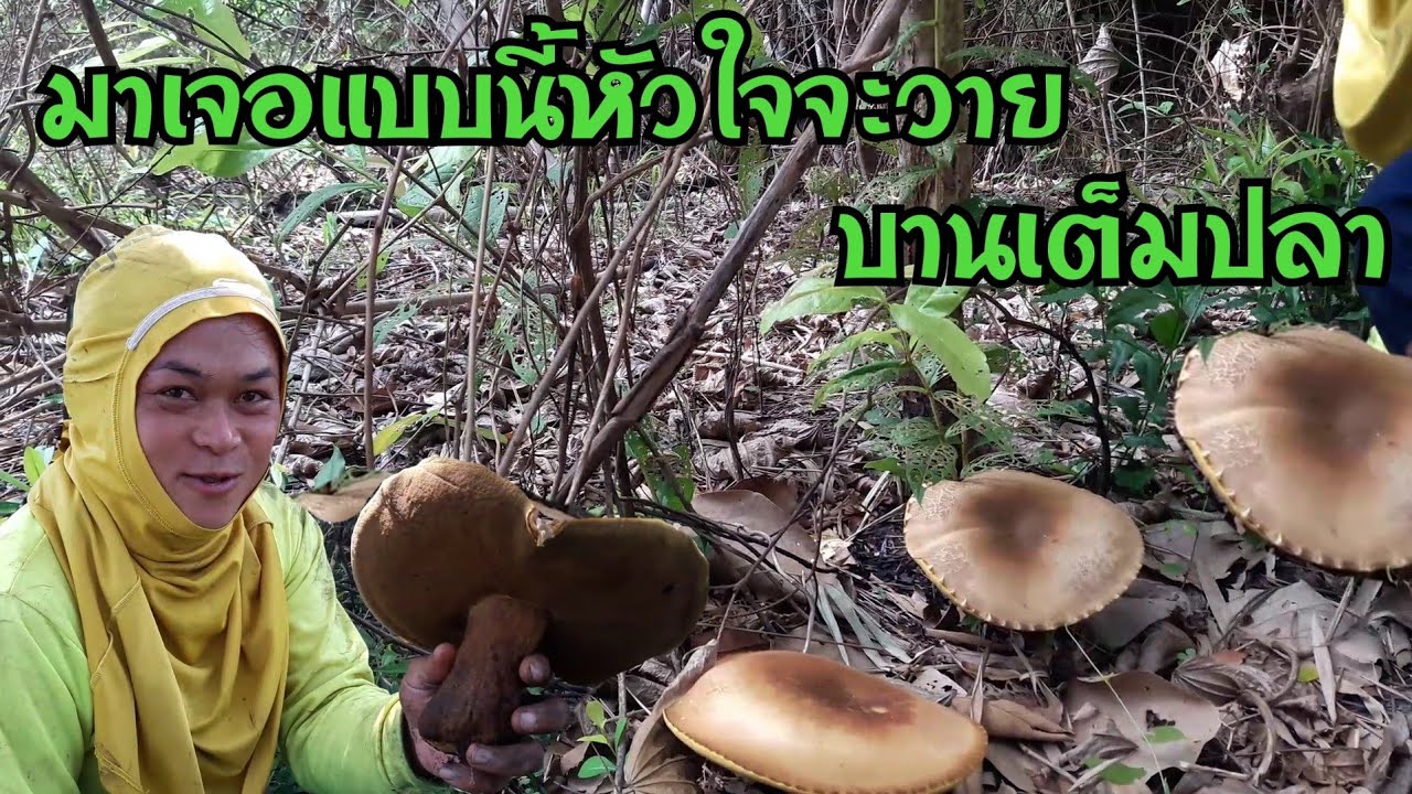 มาเจอแบบนี้เกือบหัวใจวาย โคตรหมานมาเจอเห็ดบานเต็มป่า เก็บจนไม่มีที่จะใส่ ล้นตะก้าที่นำมาเลยค่ะ EP387