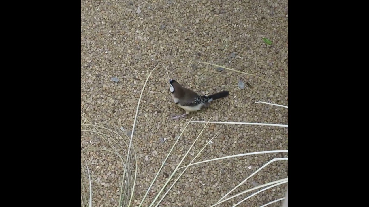 Persistent Owl Finch Drags Reed 😂 