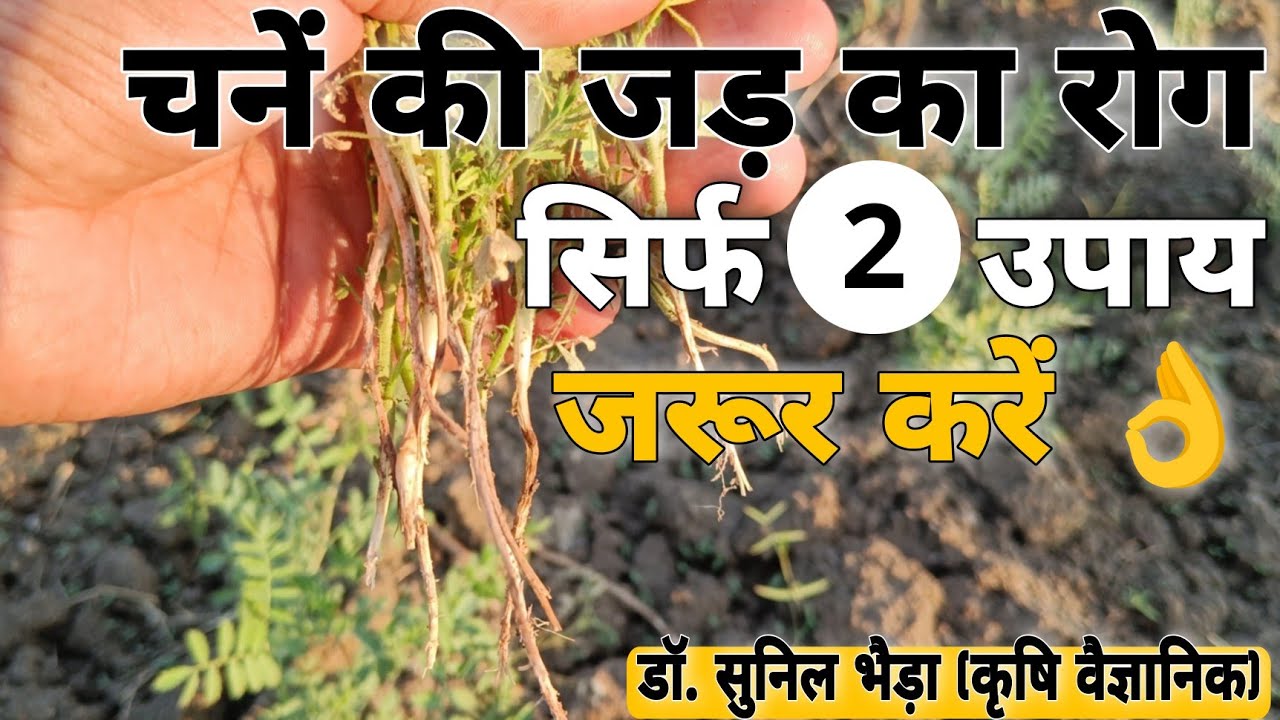 चनें की जड़ गलन व उखटा रोकथाम। चना उखटा व दीमक का खात्मा। चना खेत भूमि उपचार। सस्ता बीज उपचार 👌👌