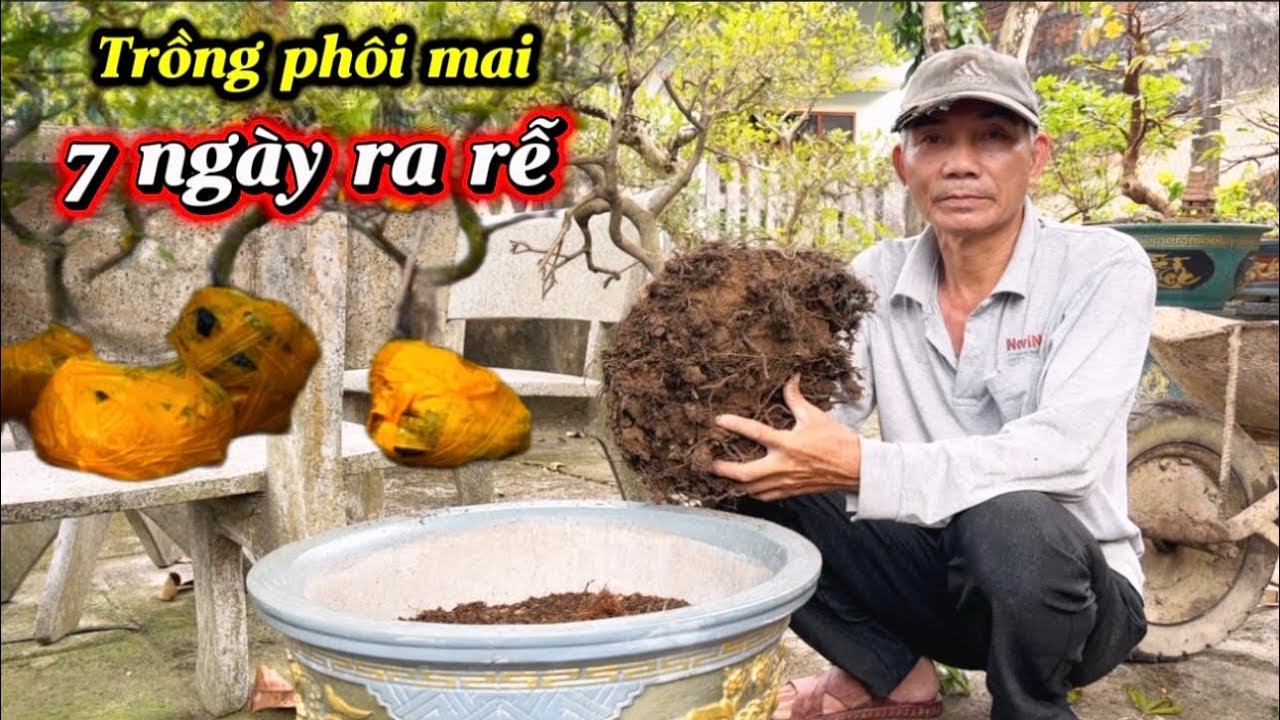 Trồng phôi mai đúng cách-7 ngày nhú rễ