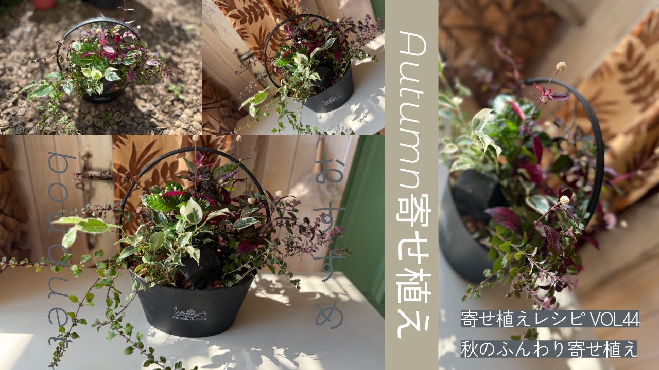 バスケット風秋の寄せ植え　寄せ植えキットレシピVOL44