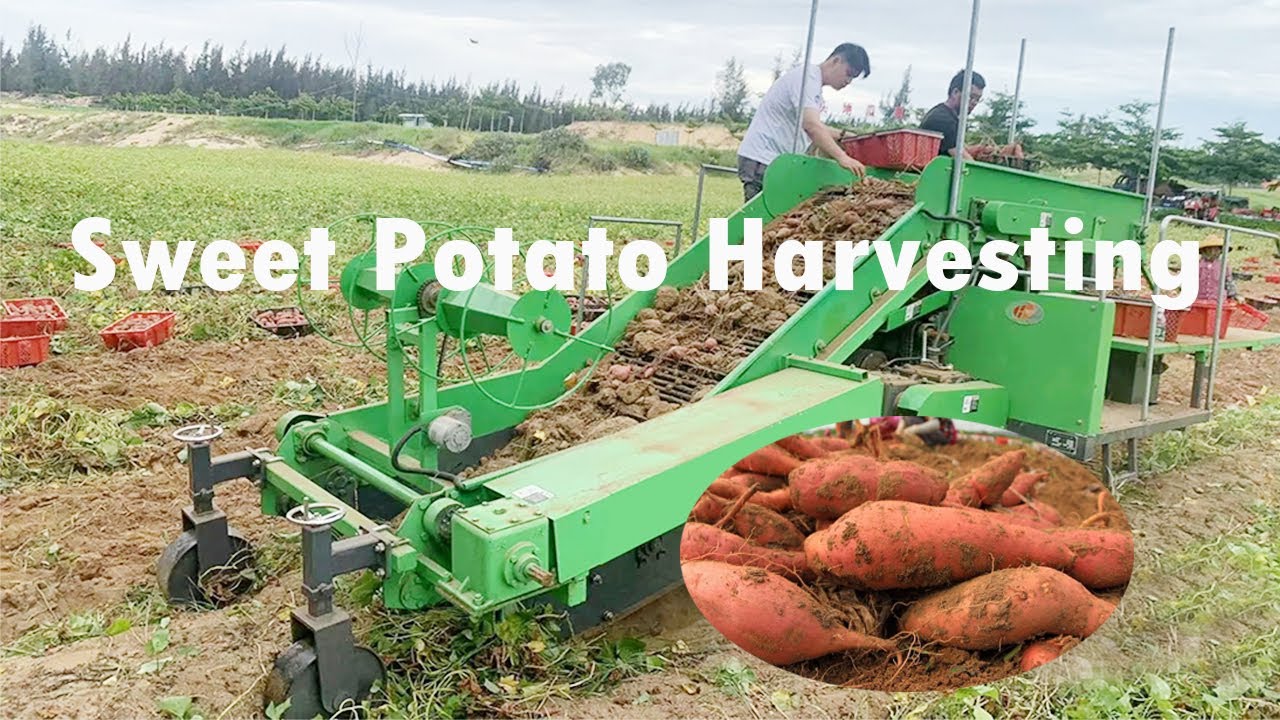 Self propelled Sweet Potato Harvester with Bag loader