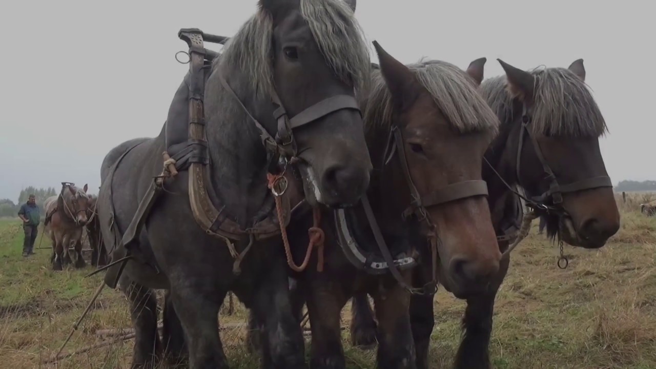 Zeeuwse Trekpaarden: Paardenkracht