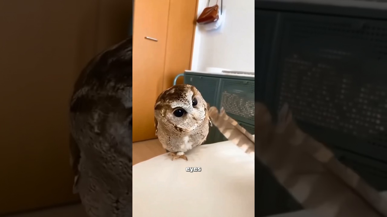 Owl #cute #owl #animals