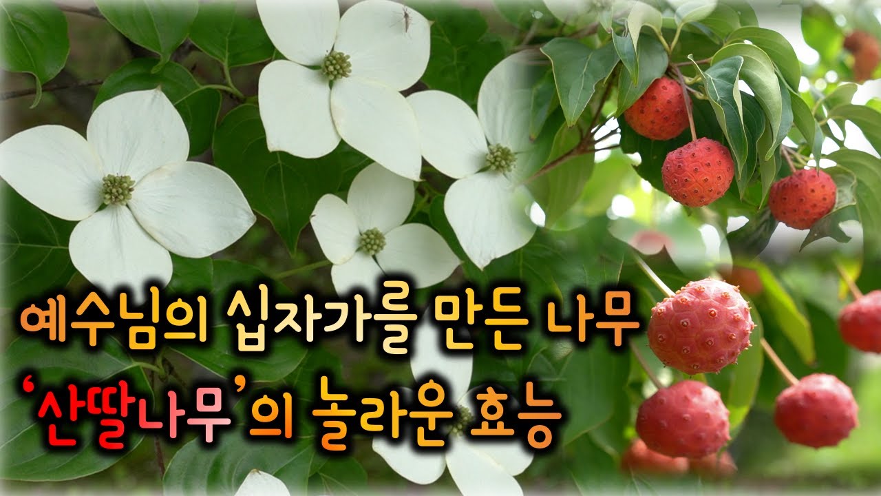 예수님의 십자가를 만든 나무 '산딸나무'의 놀라운 효능. 소화불량, 복통, 위염등에 특효