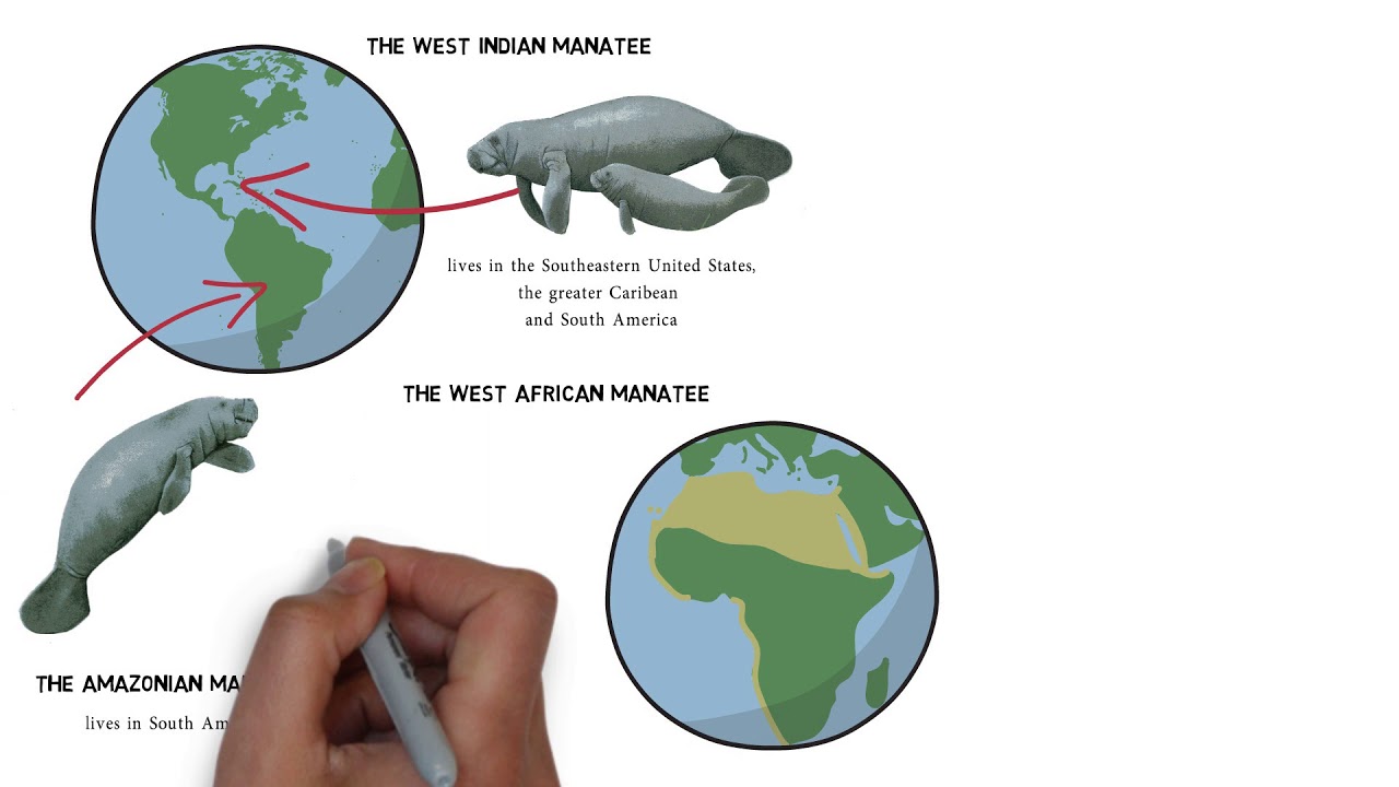 Manfred Manatee  Ep. 18 - Sirenians