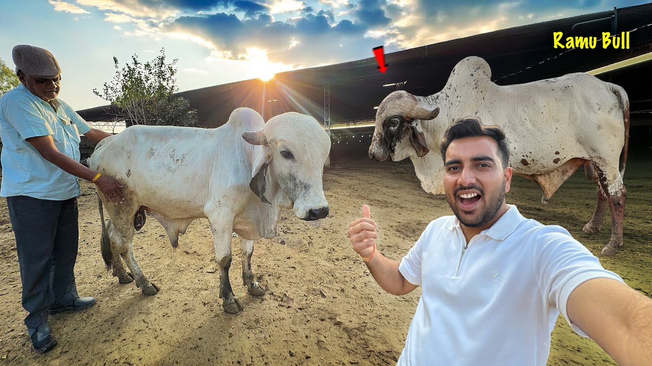 Hamara Ramu Bull Mil Gaya😱Ft. Nirmohi Gaushala Baloda