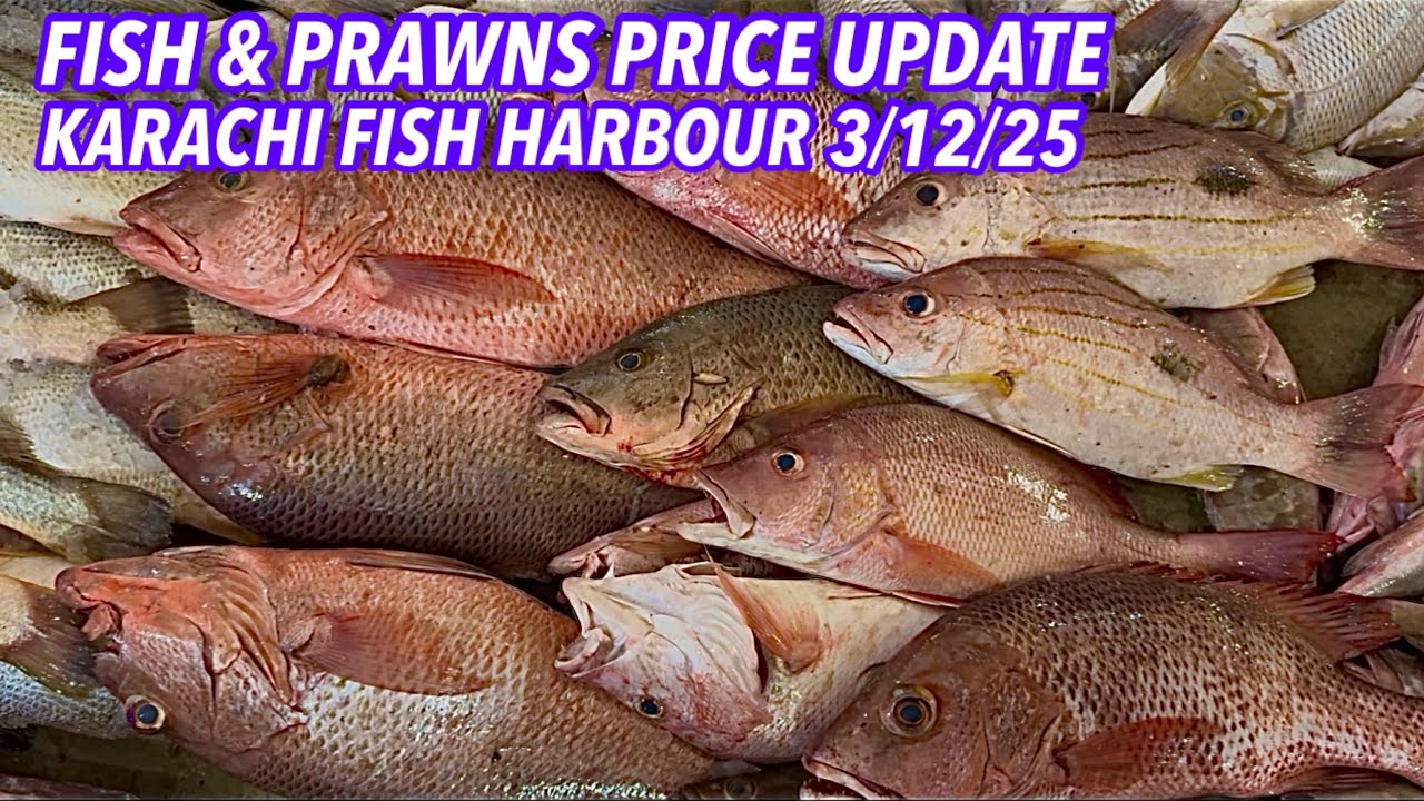 FISH & PRAWNS PRICE UPDATE KARACHI FISH HARBOUR 