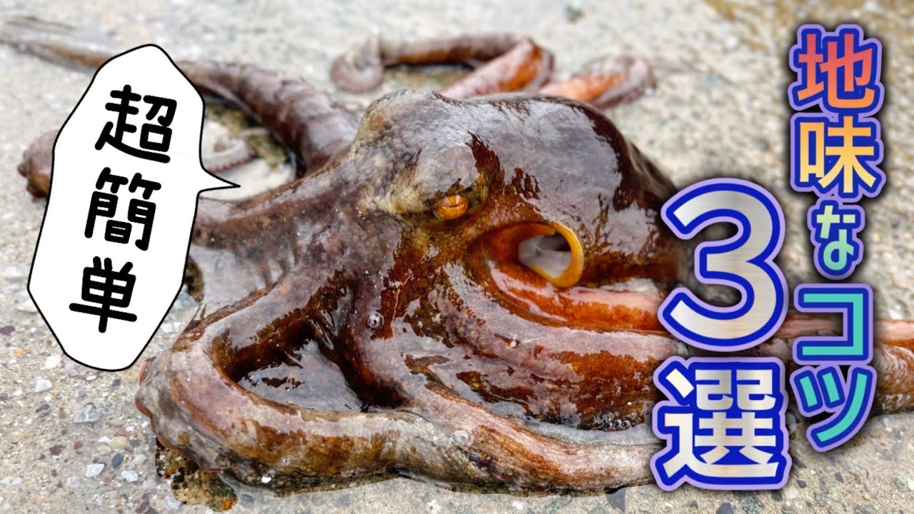 【タコ釣り】堤防タコ釣りで釣果ＵＰに繋がっていると思う地味なコツ３選【オクトパッシング】