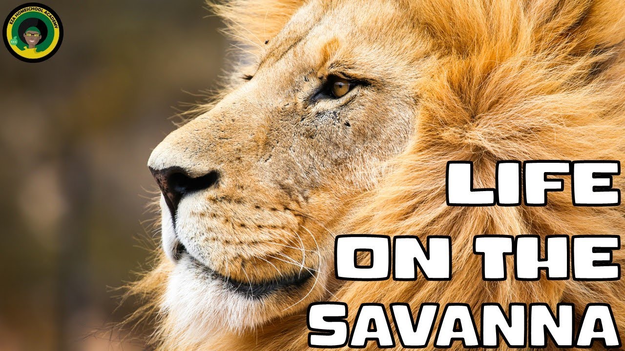 Life on the Savanna  || Animals found in the Savanna