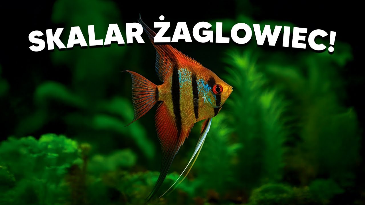 SKALAR ŻAGLOWIEC - KRÓL AKWARIÓW NA CAŁYM ŚWIECIE!