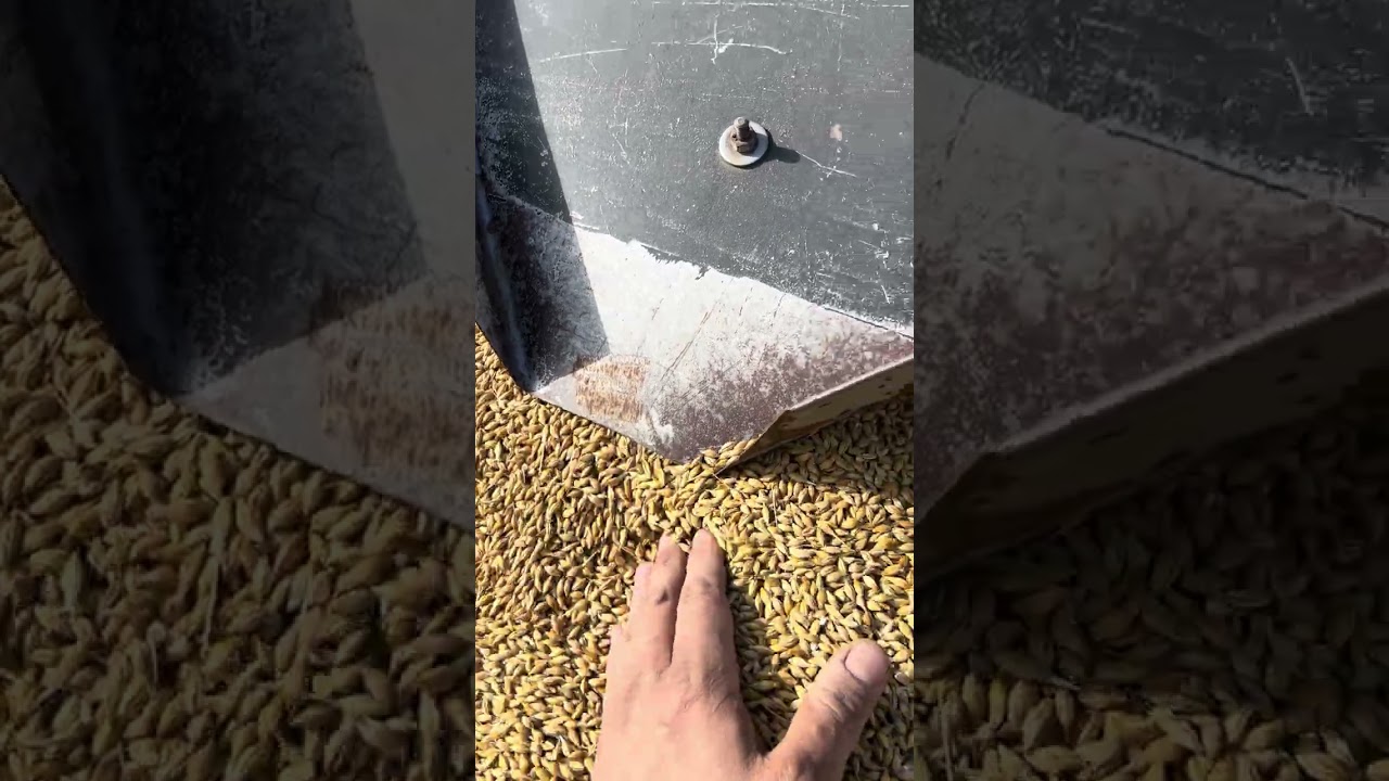 Підготовка посівного матеріалу ячменю САМОРОБНОЮ віялкою 