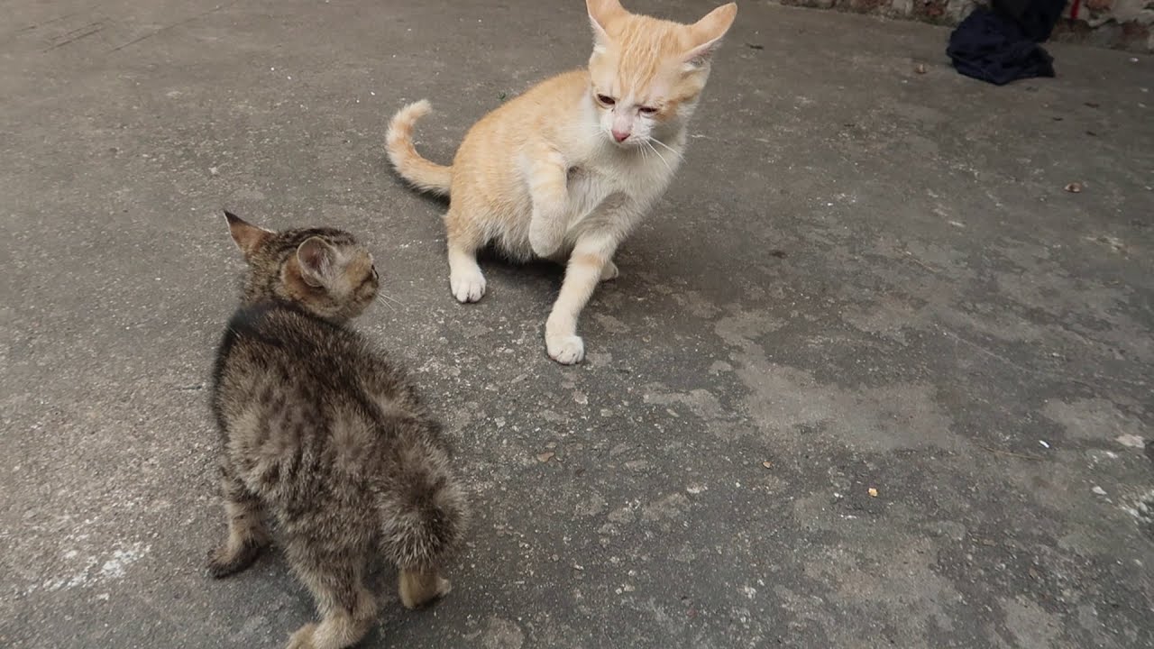 Котенок впервые дерется со взрослой кошкой ~ [Защитный котенок]