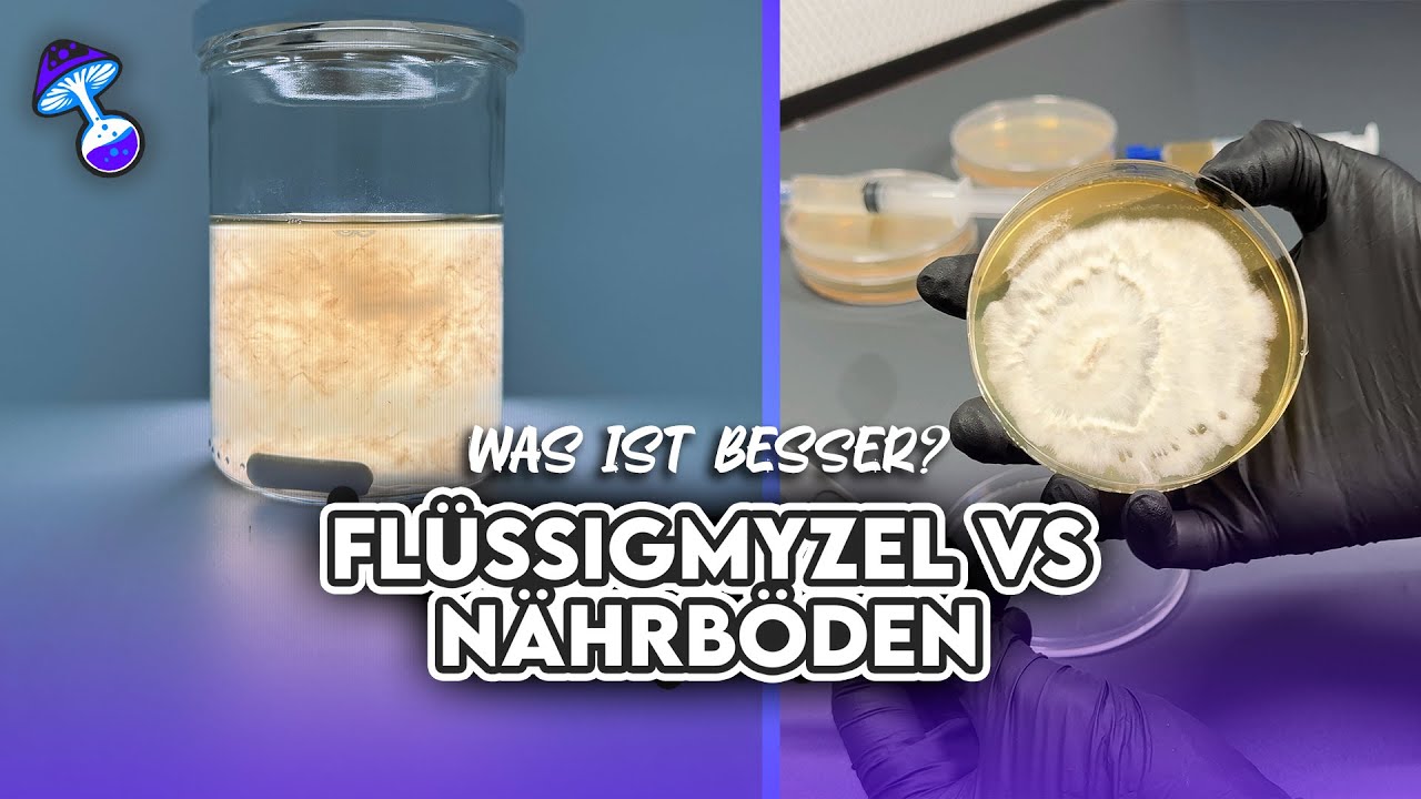 Flüssigmyzel vs. Agar-Nährboden – Die ultimative Methode für deine Pilzzucht!