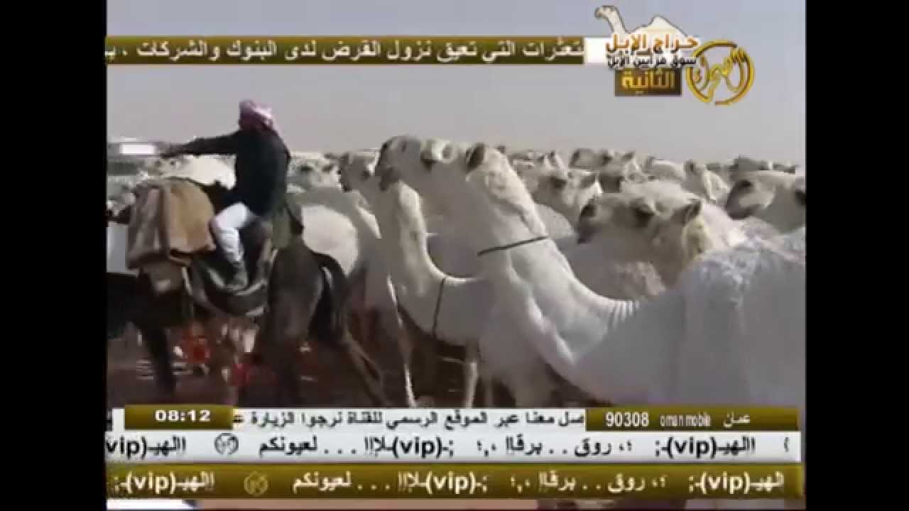 مسيرة منقية الشيخ خزام العتيبي HD قناة الصحراء 1434