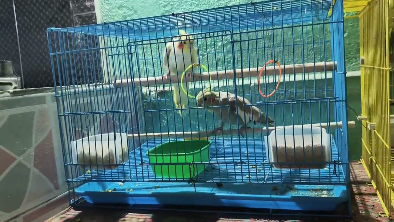 “ককাটিয়েল পাখির মিষ্টি ডাক ও আচরণ 🐤