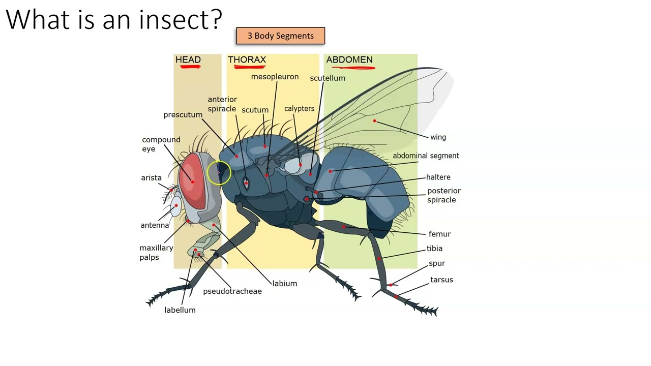 Introduction to Forensic Entomology