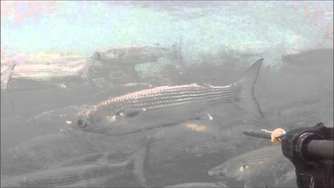 pesca sub .... muggini ne vuoi? bassissimo fondo